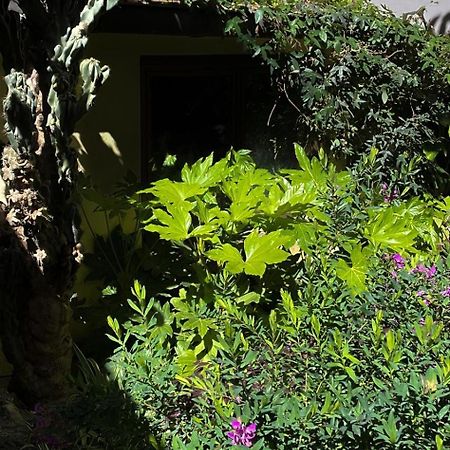 Loquat House Nel Giardino Segreto In Zona Vaticano Rome Bagian luar foto