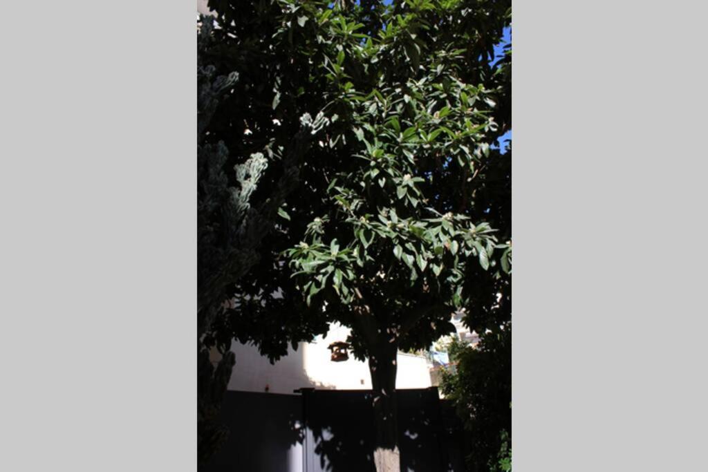 Loquat House Nel Giardino Segreto In Zona Vaticano Rome Bagian luar foto